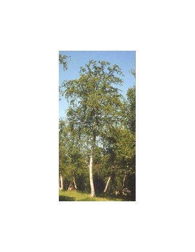 MSA BETULA PUBESCENS 50ML